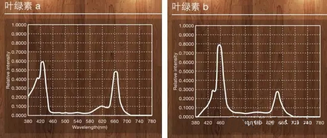 植物照明