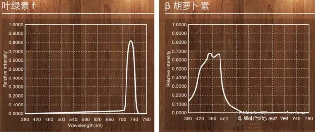 植物照明