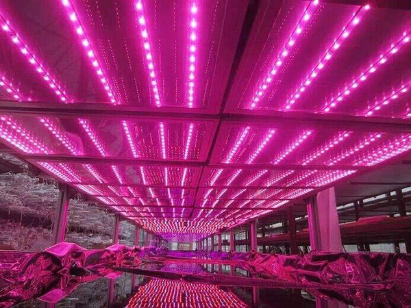 【误区】LED植物灯功率越大，亮度越高，效果越