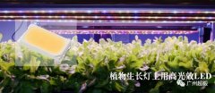 植物生长灯上用高光效SMD MID POWER LED
